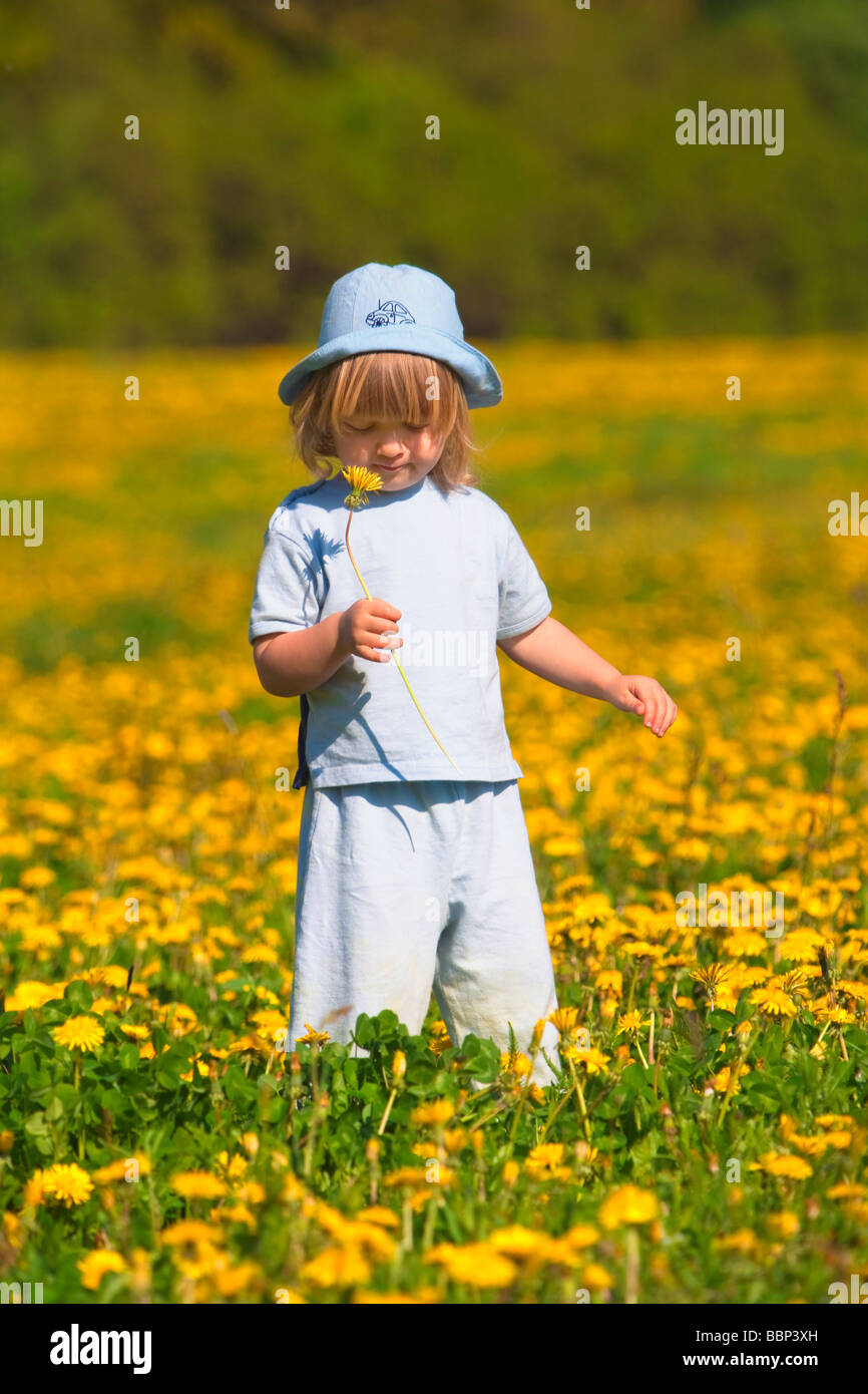 Garçon 2 5 ans holding dandelion debout dans un champ de printemps Banque D'Images