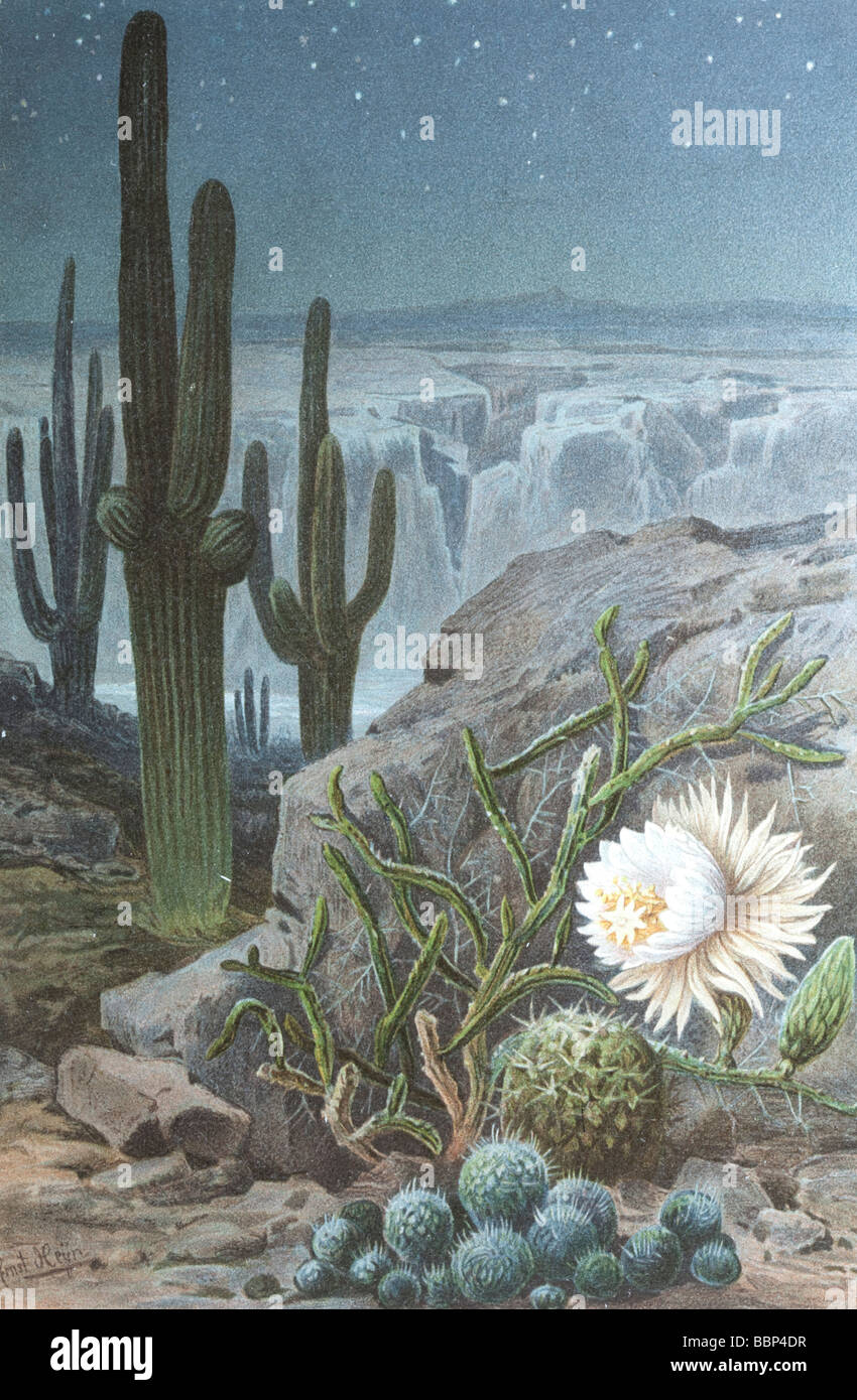 Color illustration de la Reine de la nuit Cereus nycticalus à partir de l'Histoire Naturelle de Plantes Marilaun Oliver 1896 Banque D'Images