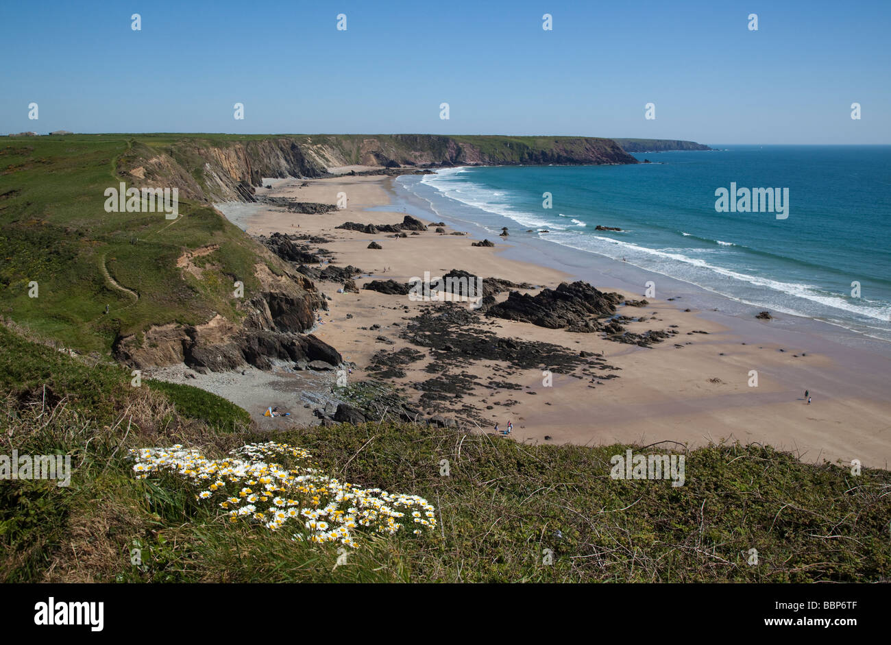 Marloes bay Pembrokeshire, prises à partir de la falaise avec des marguerites blanches à l'avant-plan Banque D'Images