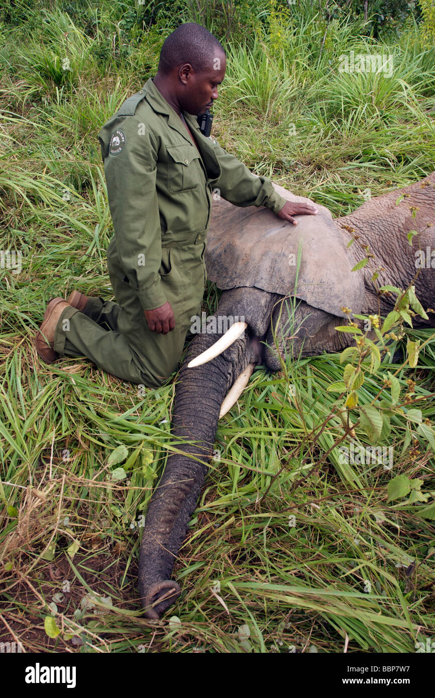 La capture d'un éléphant POUR UNE MIGRATION VERS LE SITE SHIMBA HILLS NATIONAL RESERVE, éléphant sous sédation, de la région de Mombasa, Kenya, Africa Banque D'Images