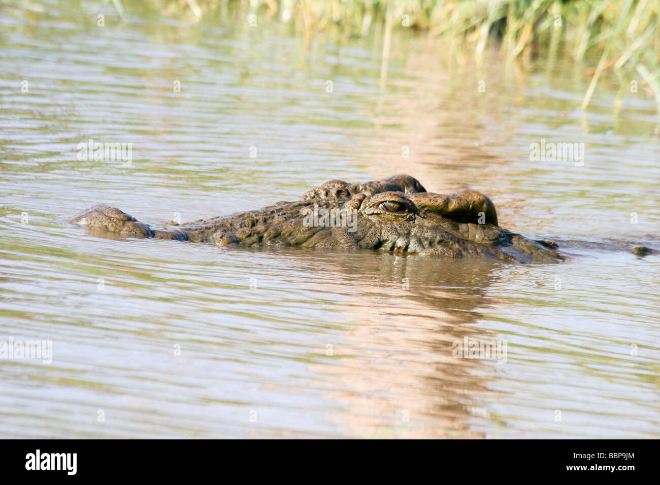 L'Éthiopie Afrique Crocodile du Nil Banque D'Images