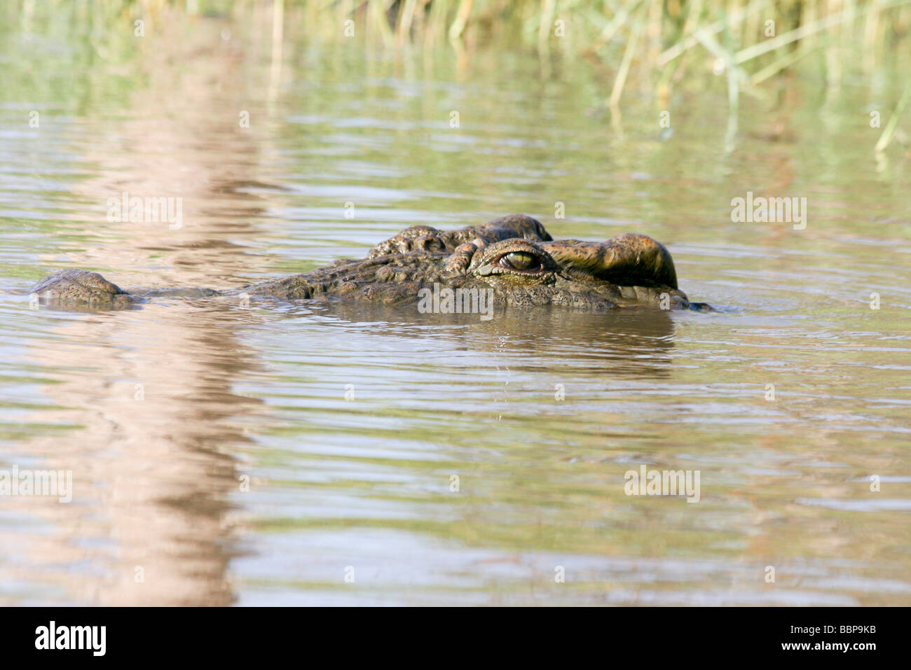 L'Éthiopie Afrique Crocodile du Nil Banque D'Images