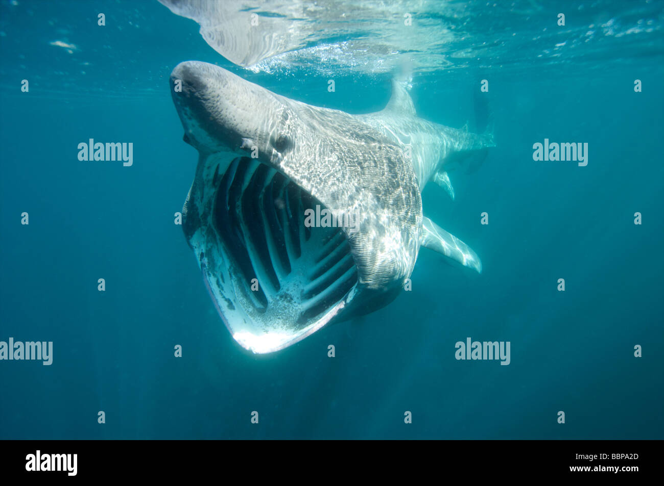 Le requin pèlerin à l'alimentation de l'côte de Cornouailles Cornwall UK Banque D'Images