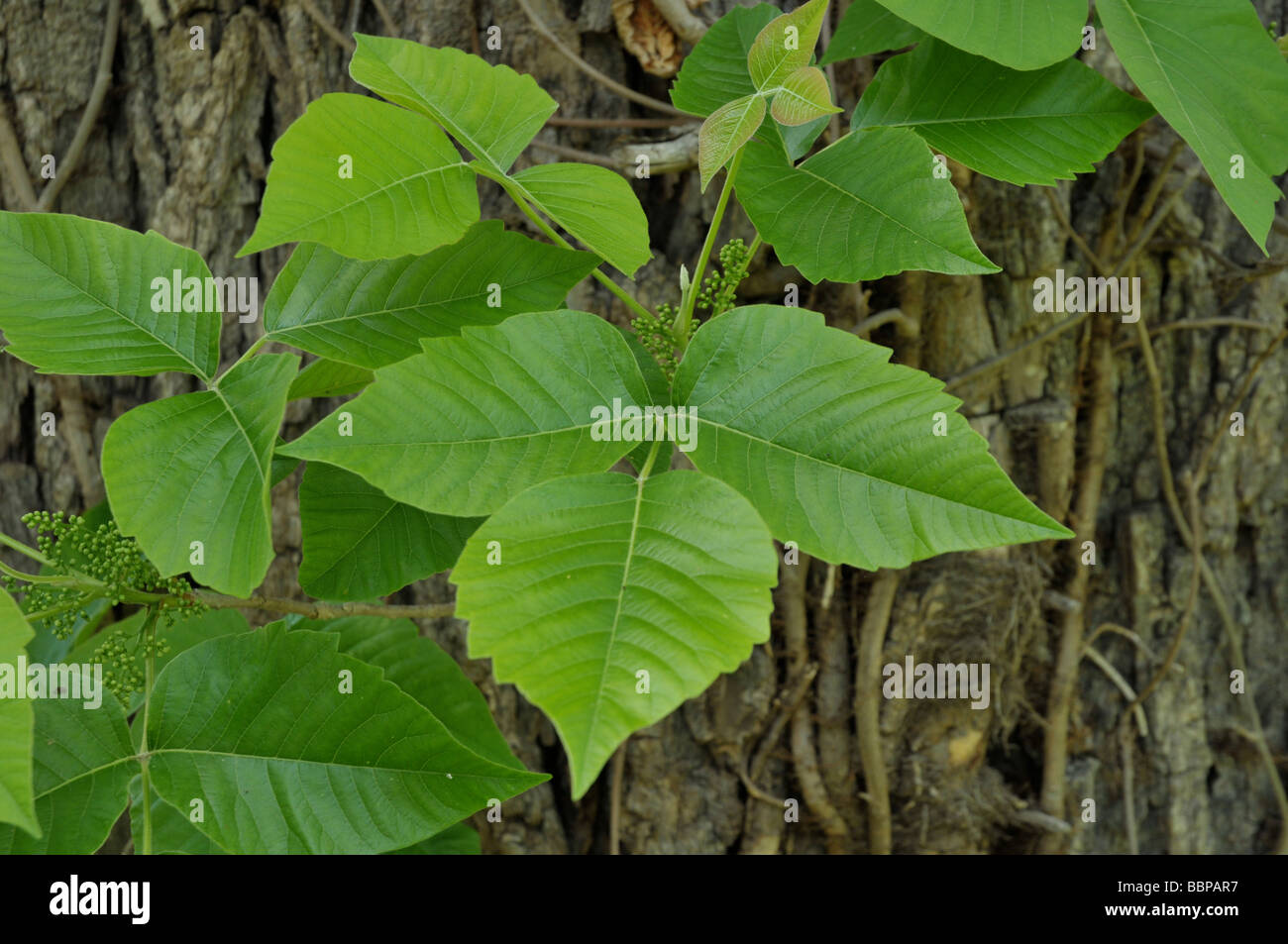 Poison ivy. Banque D'Images