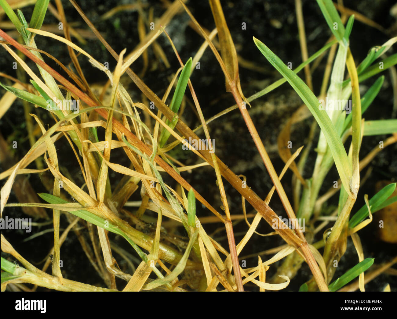 La moisissure rose des neiges Monographella nivalis on meadow grass Poa sp Banque D'Images