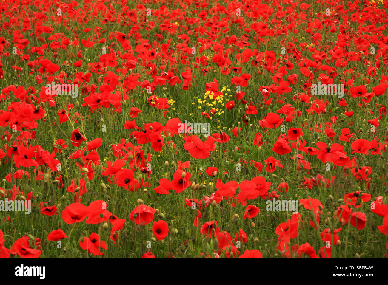 Un champ rempli de coquelicots et de fleurs de colza Banque D'Images