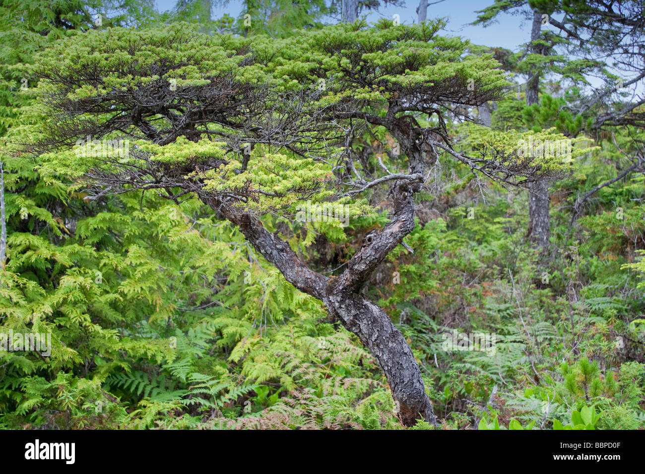 Pins à terre dans une tourbière du Parc National Pacific Rim de l'île de Vancouver, British Columbia Canada Banque D'Images