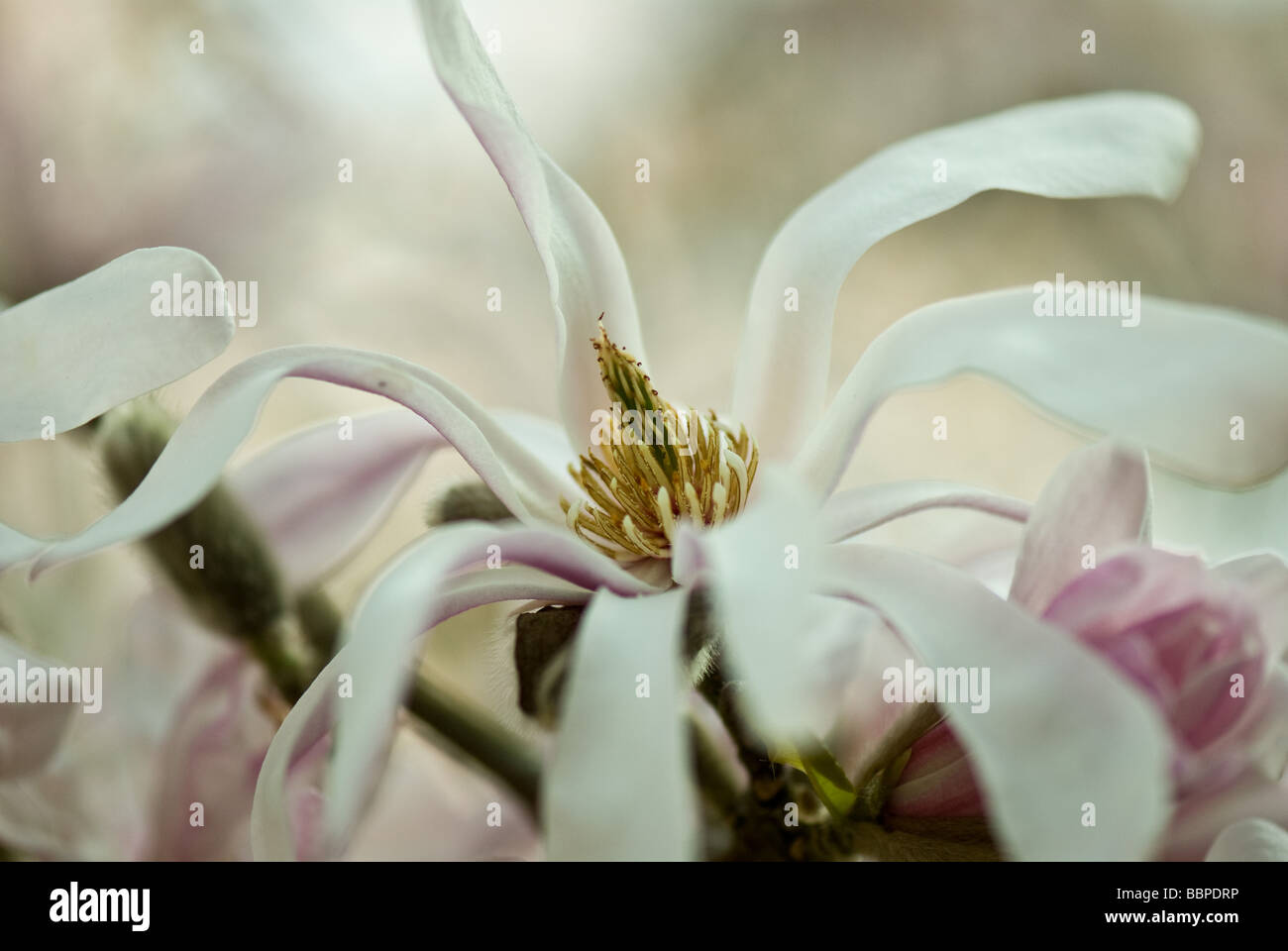 Magnolia x loebneri LEONARD MESSEL Banque D'Images