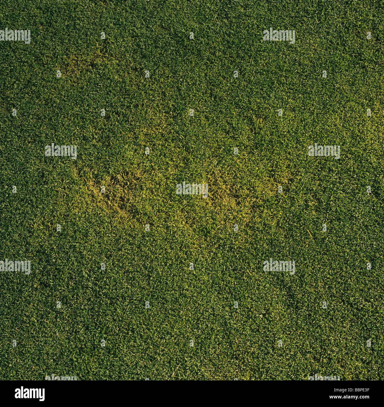 Tache jaune Rhizoctonia cerealis dommages à l'herbe fine dans un vert de golf Banque D'Images