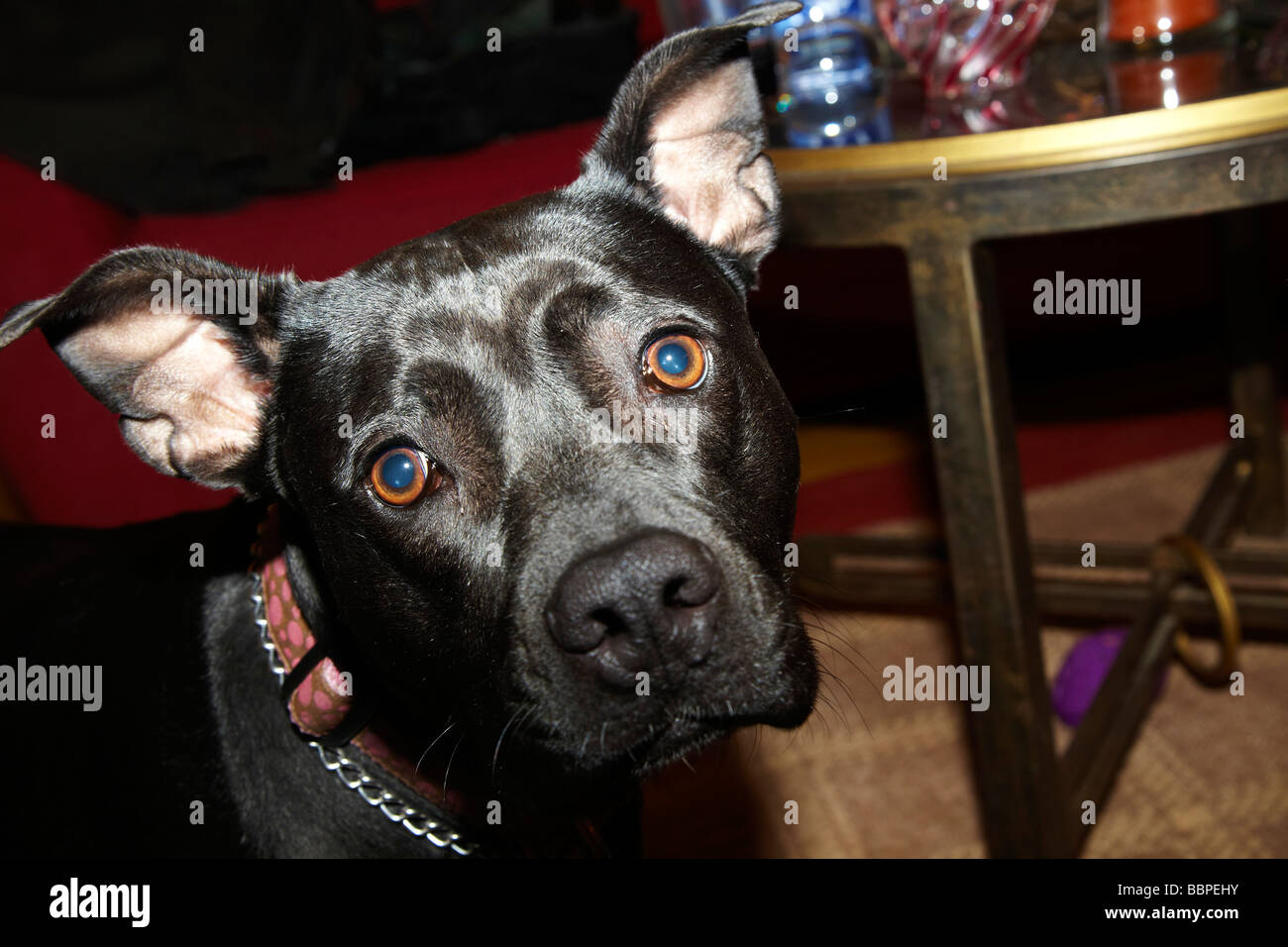 Pitbull Noir Banque D Image Et Photos Alamy