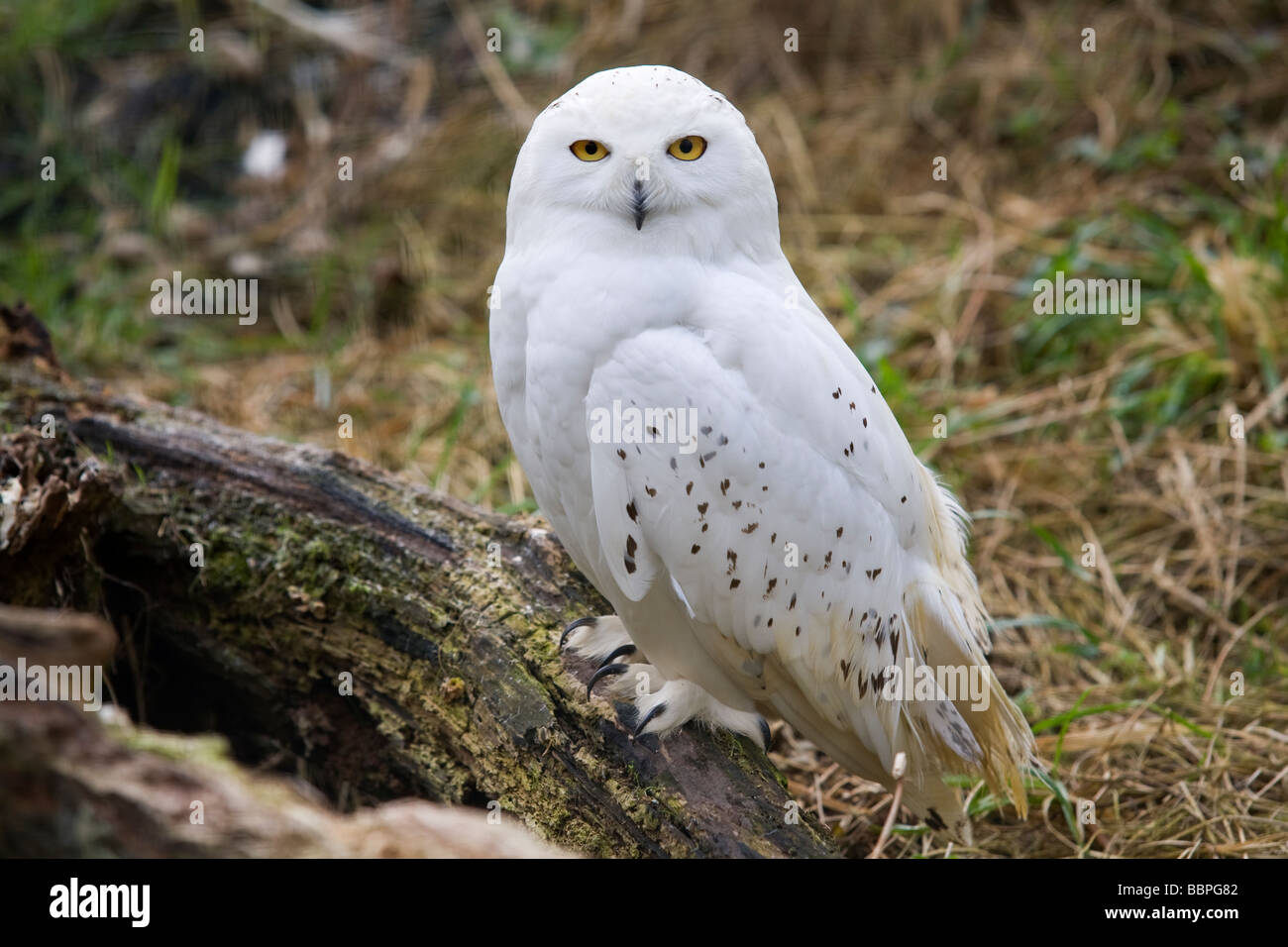 Harfang des neiges, Chouette arctique ou grande chouette blanche ( Bubo scandiacus ) Banque D'Images