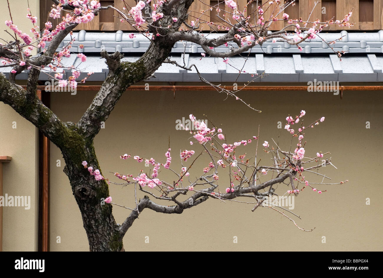 La floraison d'un prunier crée une délicate composition artistique contre l'arrière-plan d'un bâtiment de style japonais à Kyoto Banque D'Images
