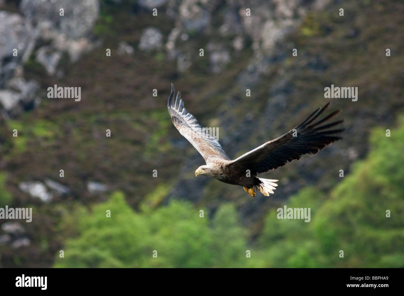 L'aigle de mer à queue blanche en vol Banque D'Images