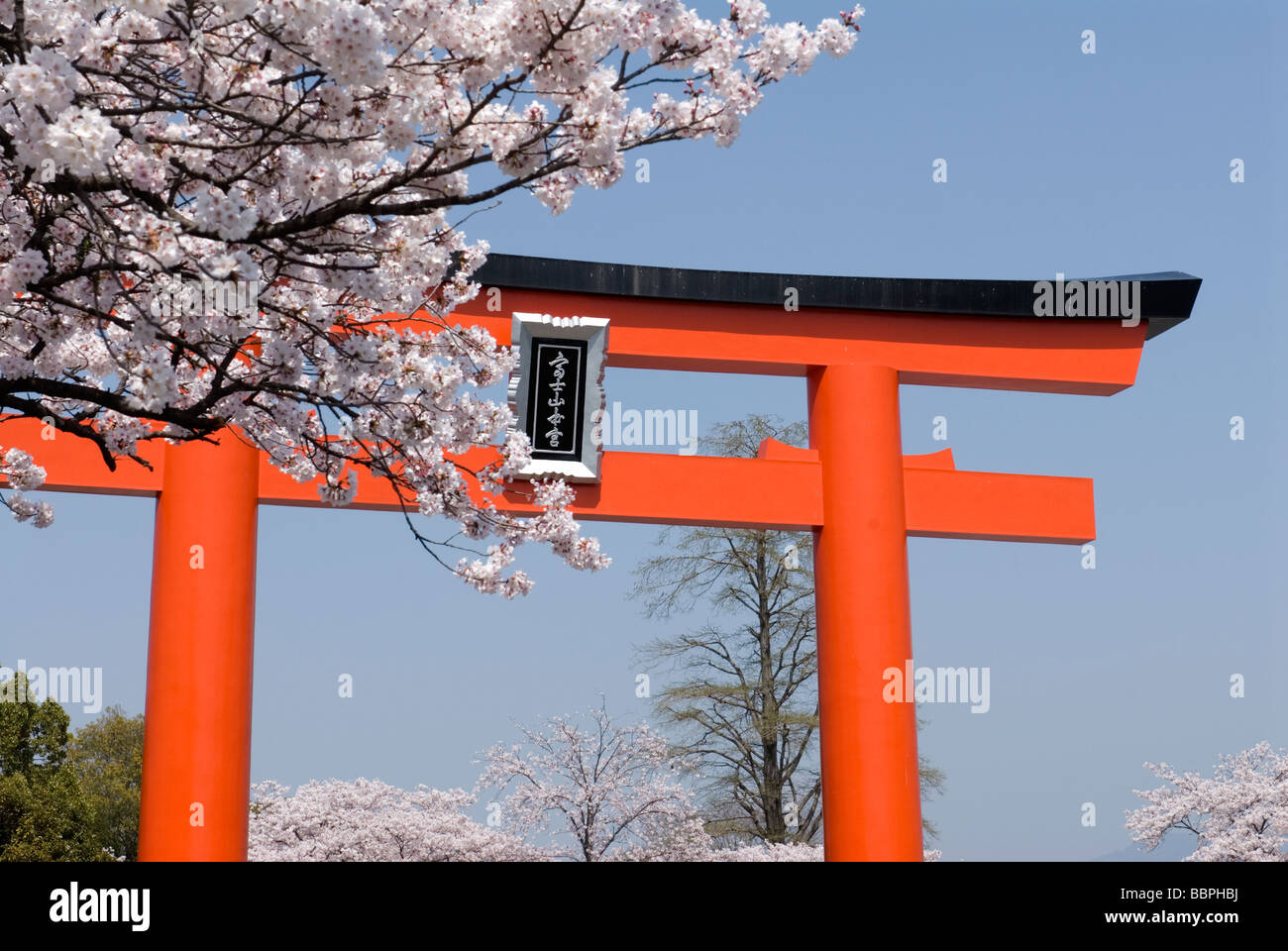 Cerisiers en fleurs ornent les torii, principale porte d'entrée, ou de Fujisan Hongu Sengen Taisha près de Fujinomiya Banque D'Images