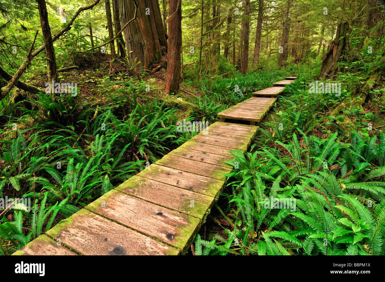 Chemin fait de bois, qui traverse la forêt tropicale à Sand Point, Olympic National Park, Washington, USA, Amérique du Nord Banque D'Images