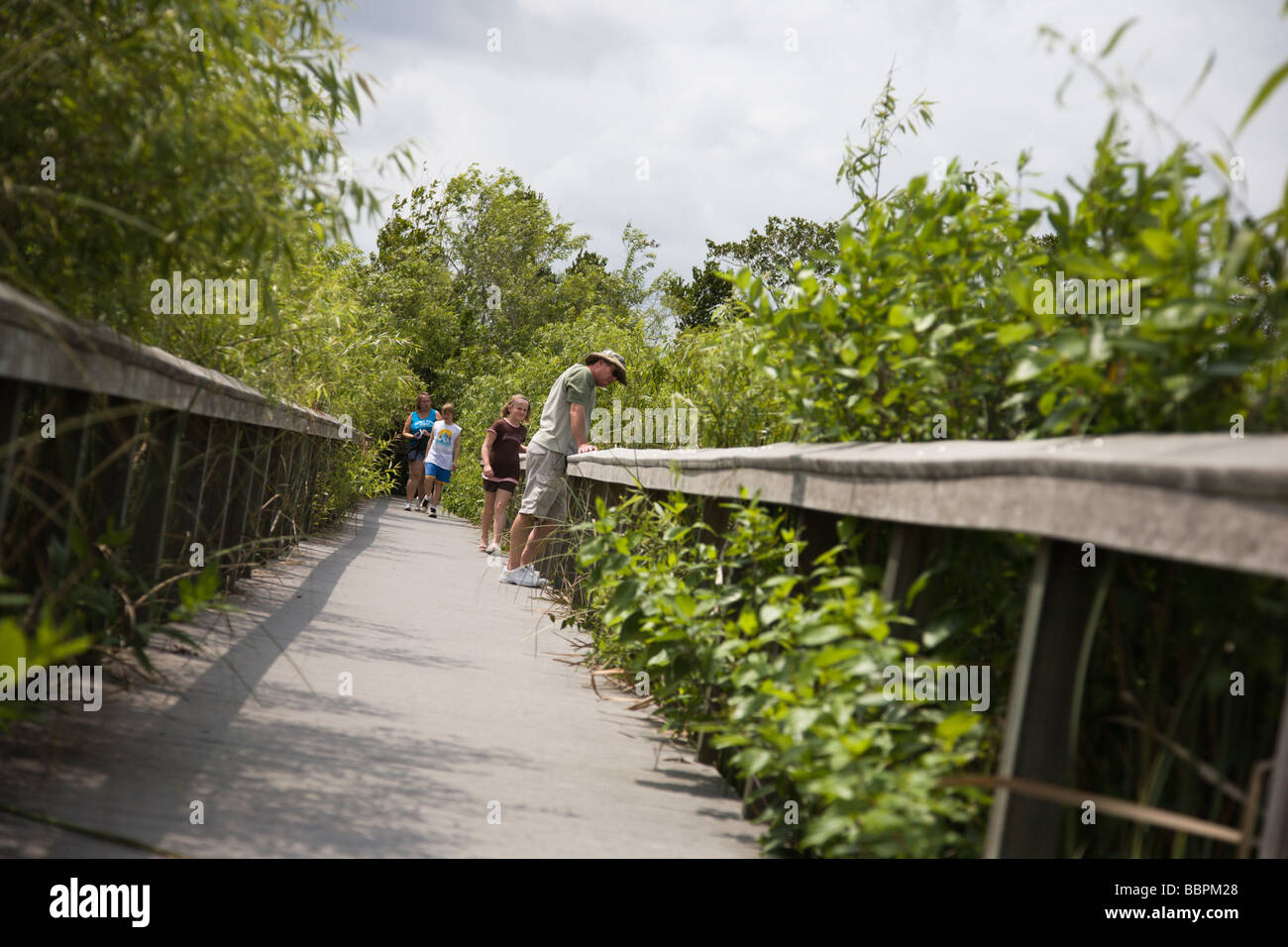 Les touristes à pied le sentier de la promenade Bobcat près de la Shark Valley Visitor Center dans le parc national des Everglades en Floride . Banque D'Images