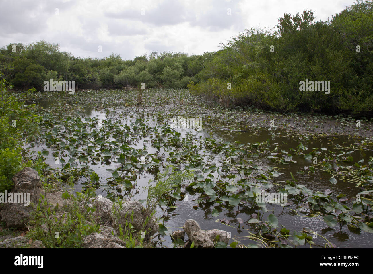 Les alligators sont dans l'abondance à la base de la Shark Valley Tour d'observation dans le parc national des Everglades en Floride. Banque D'Images