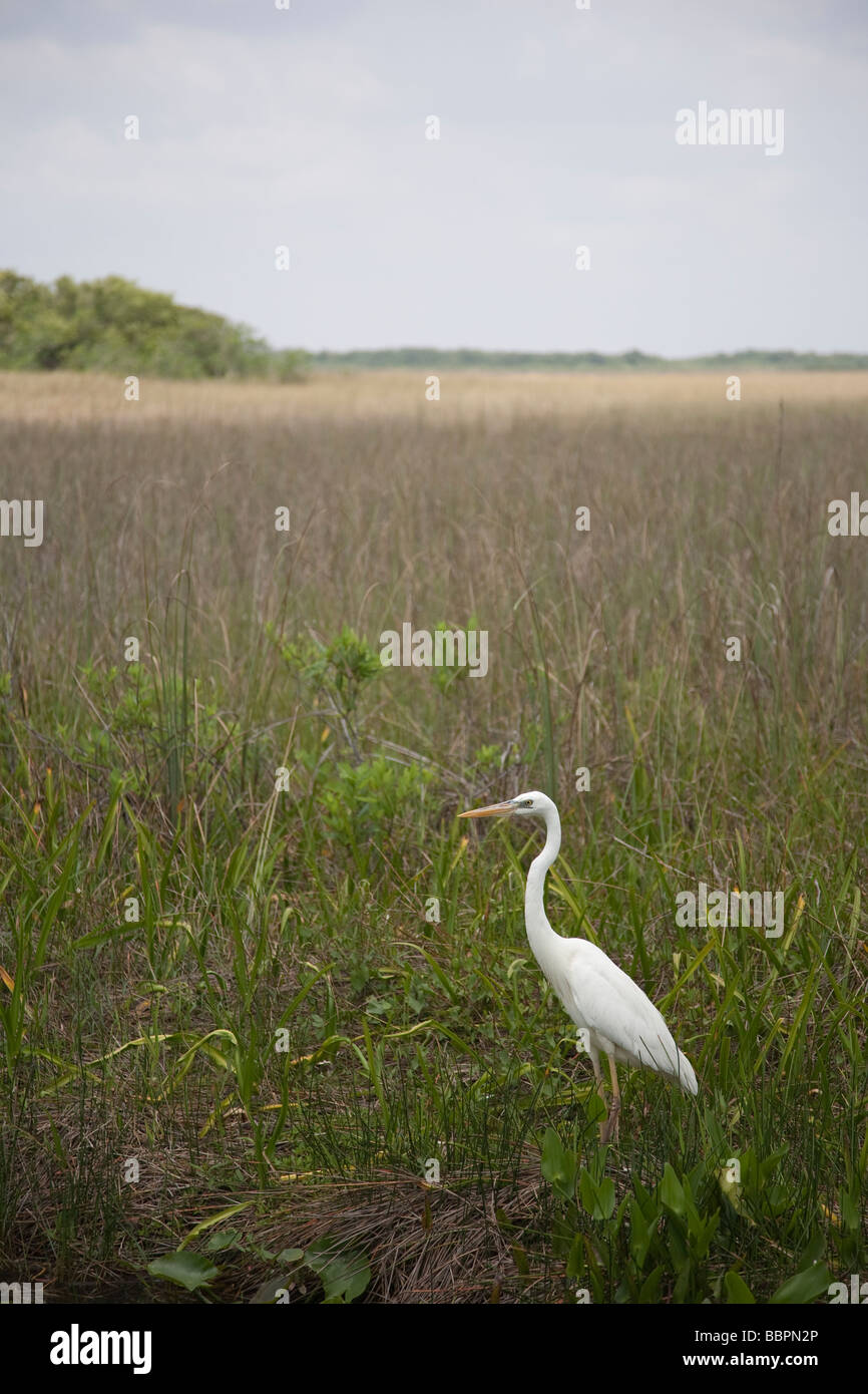 Grand héron blanc et d'autres oiseaux abondent sur l'anhinga Trail au Royal Palm dans le parc national des Everglades, en Floride. Banque D'Images