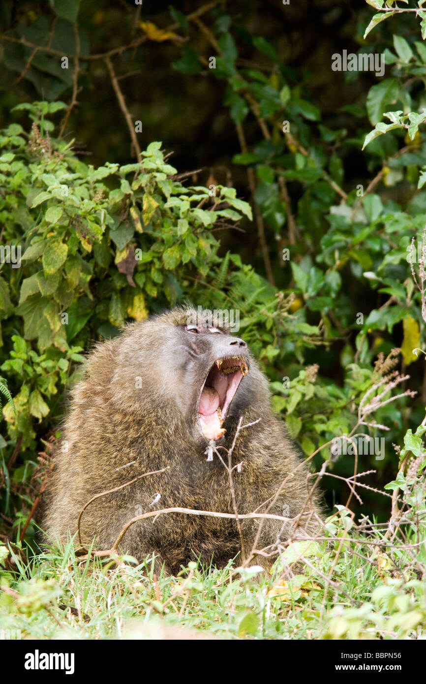 Les bâillements et les babouins montrant les dents - Aberdares National Park, Kenya Banque D'Images