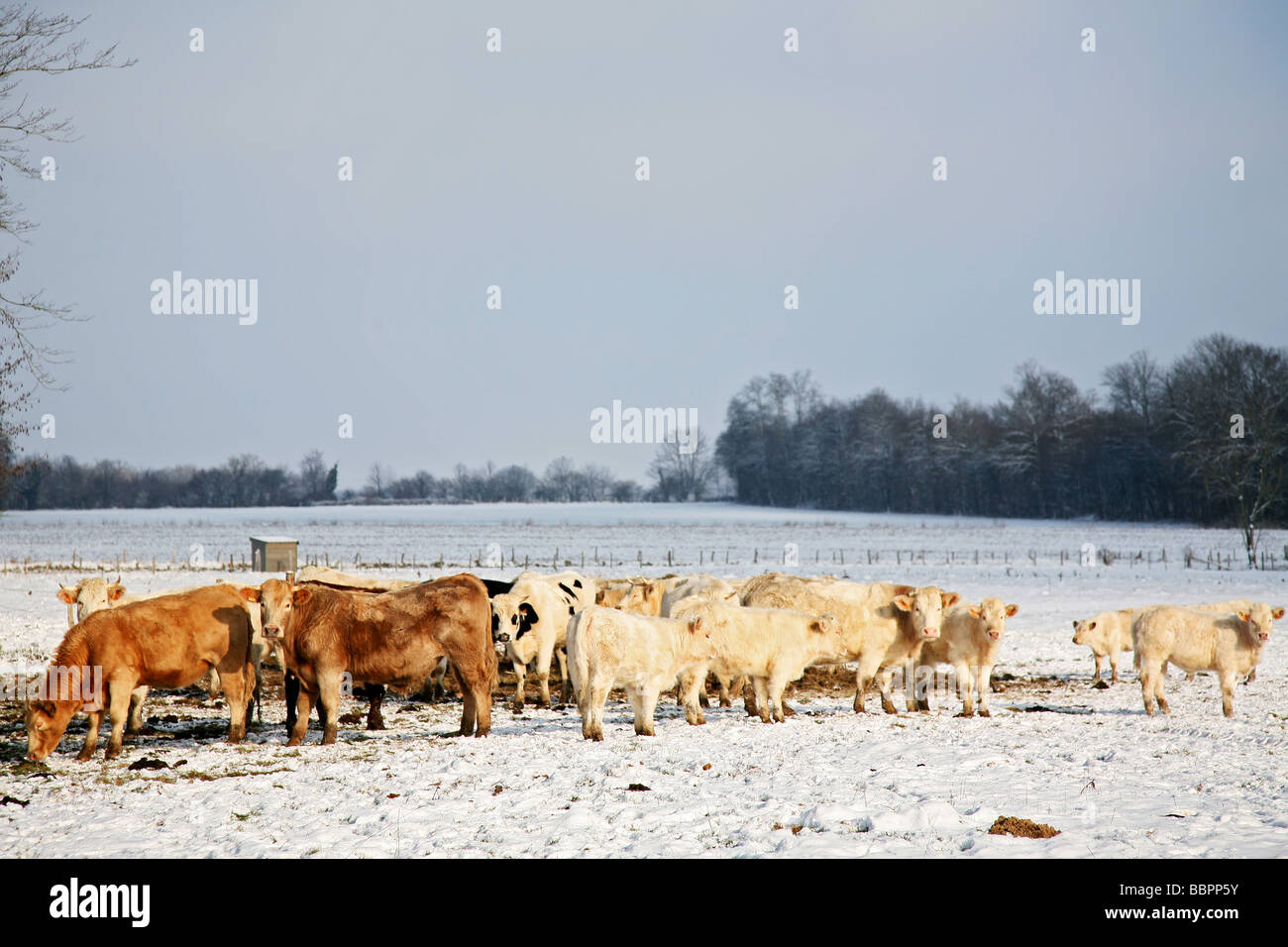 Troupeau de Normandie et vaches charolaises dans un pré, ORNE (61), NORMANDIE, France Banque D'Images