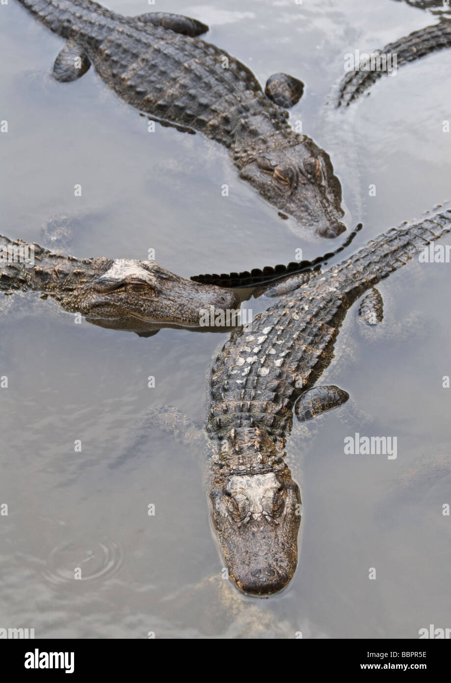 Colorado Colorado Gators Mosca Alligator Farm et Reptile Park Banque D'Images