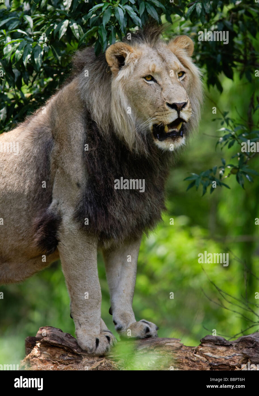 Lion debout sur un tronc d'arbre dans le parc Kruger Afrique du Sud Banque D'Images