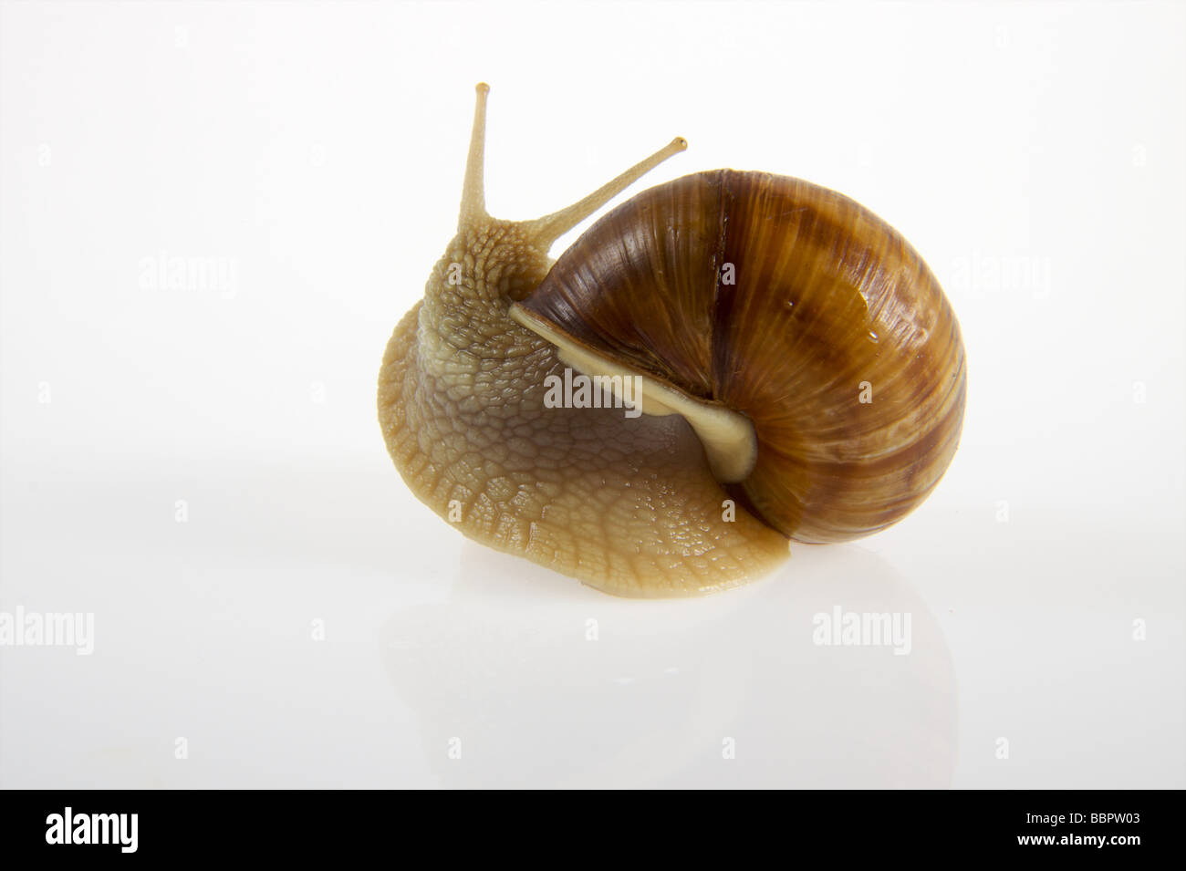 Les escargots Helix pomatia, Banque D'Images