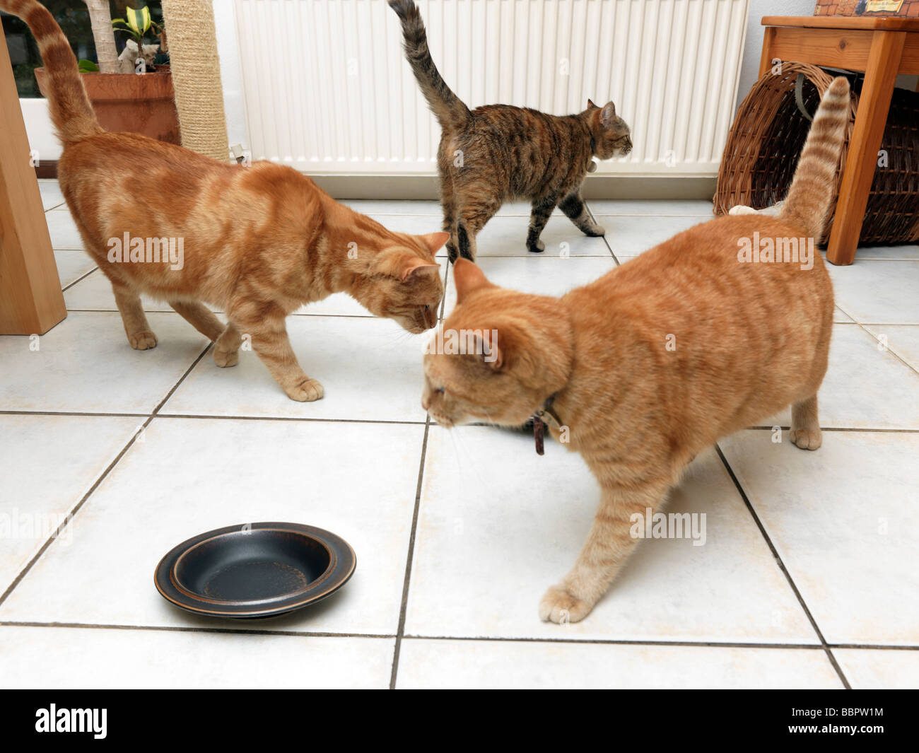 Les chats en attente d'être nourri Banque D'Images