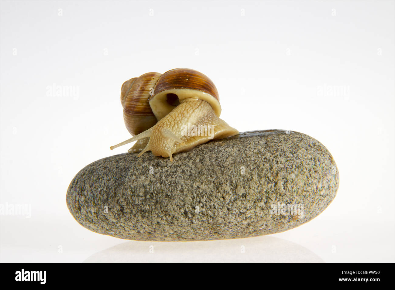 Les escargots Helix pomatia, Banque D'Images