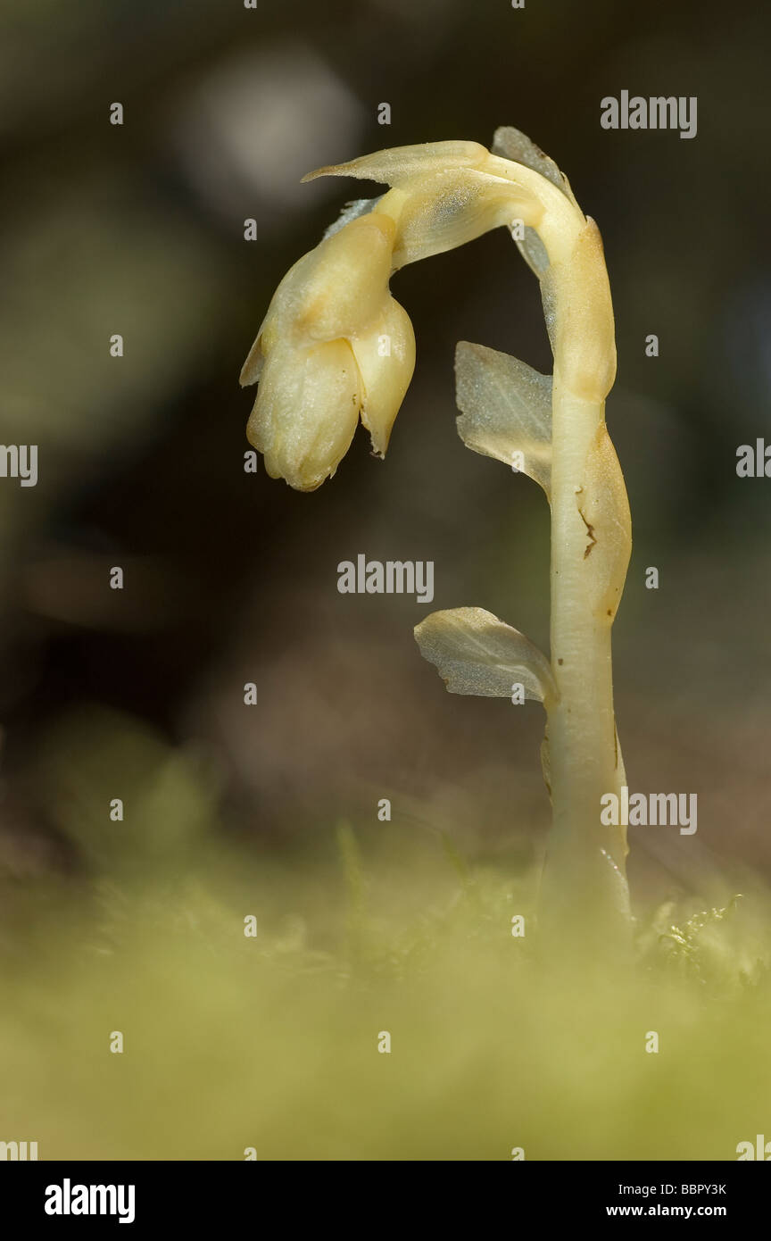 Dutchman's pipe, jaune oiseau, nid ou Pinesap (Monotropa hypopitys) Banque D'Images