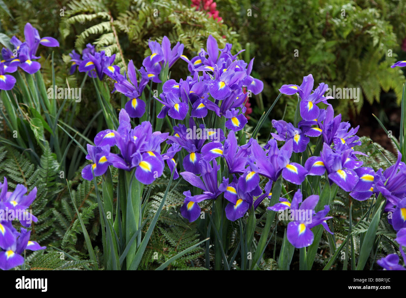 Vivace rhizomateuse floraison printemps Iris Banque D'Images