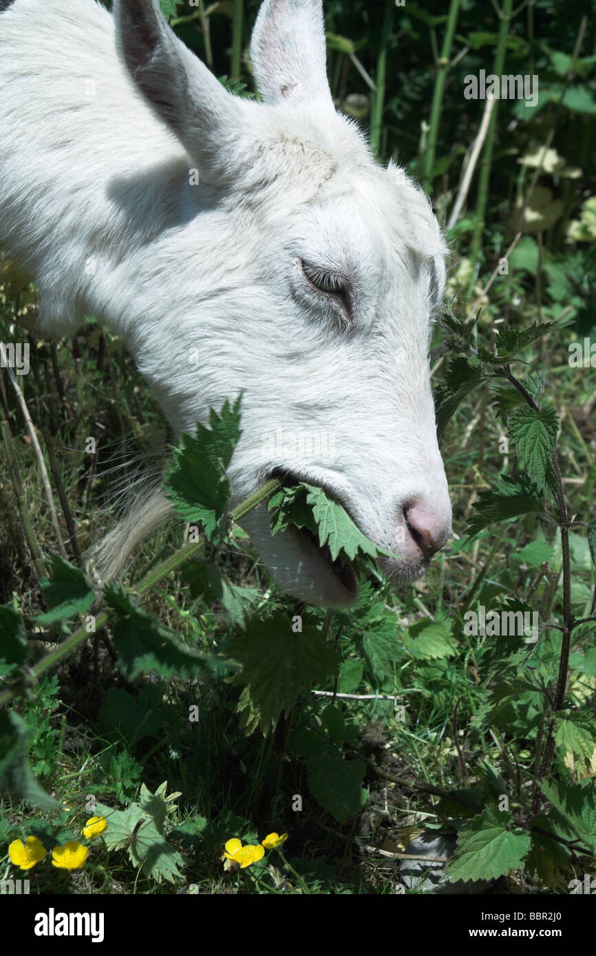 Chèvre Saanen manger les orties Photo Stock - Alamy