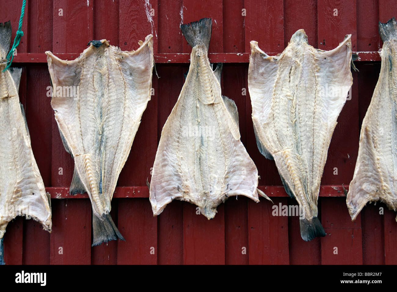 Système Pieuvre (rig) Fladen Pour Pêche En Mer Profonde - Pour Morue, Lieu, Poissons De Fond
