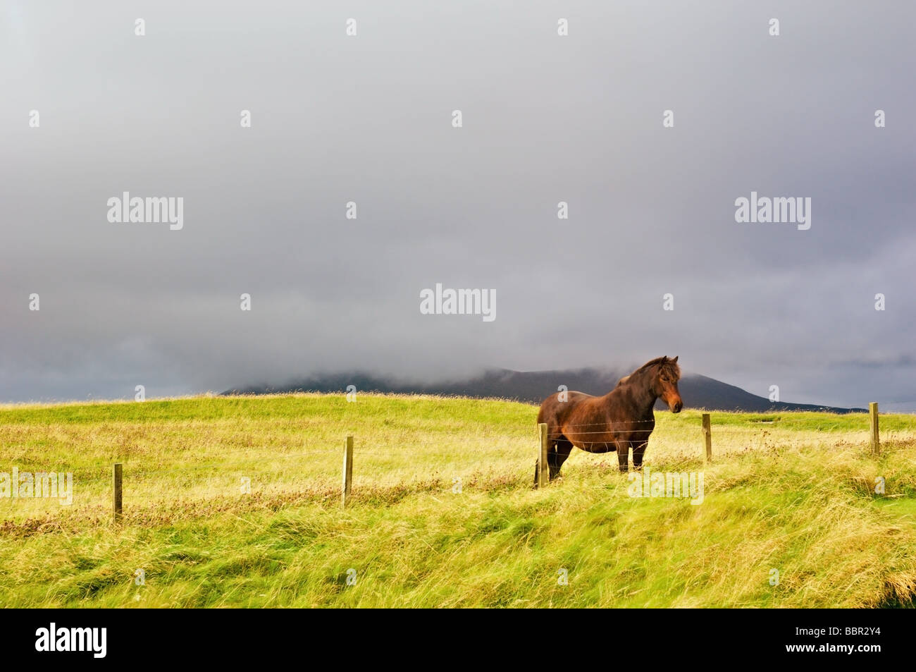 L'Eriskay pony dans champ près de Scarista beach, Isle of Harris, Scotland Banque D'Images