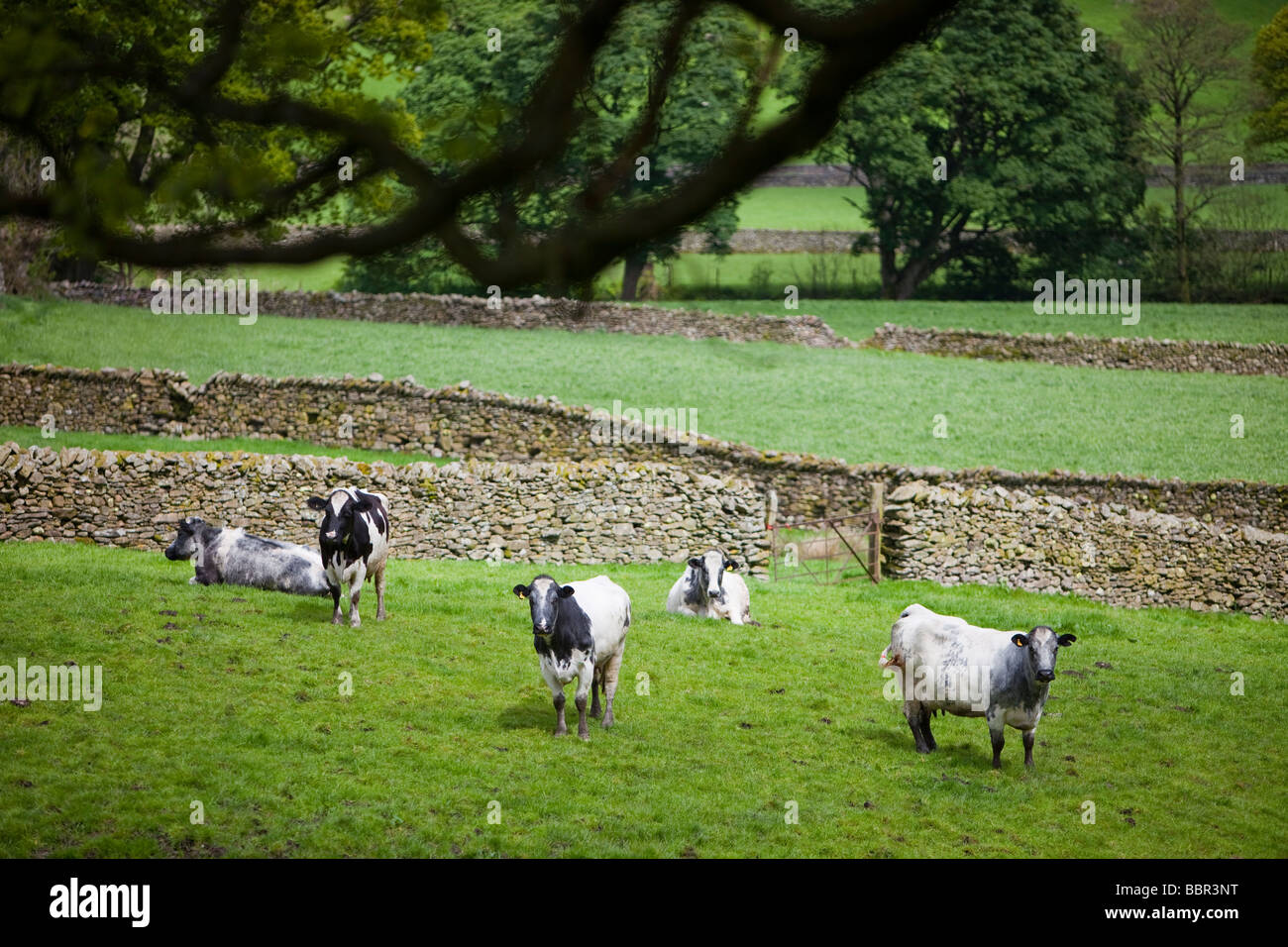 Vaches dans une ferme à Grasmere, Lake district, UK Banque D'Images
