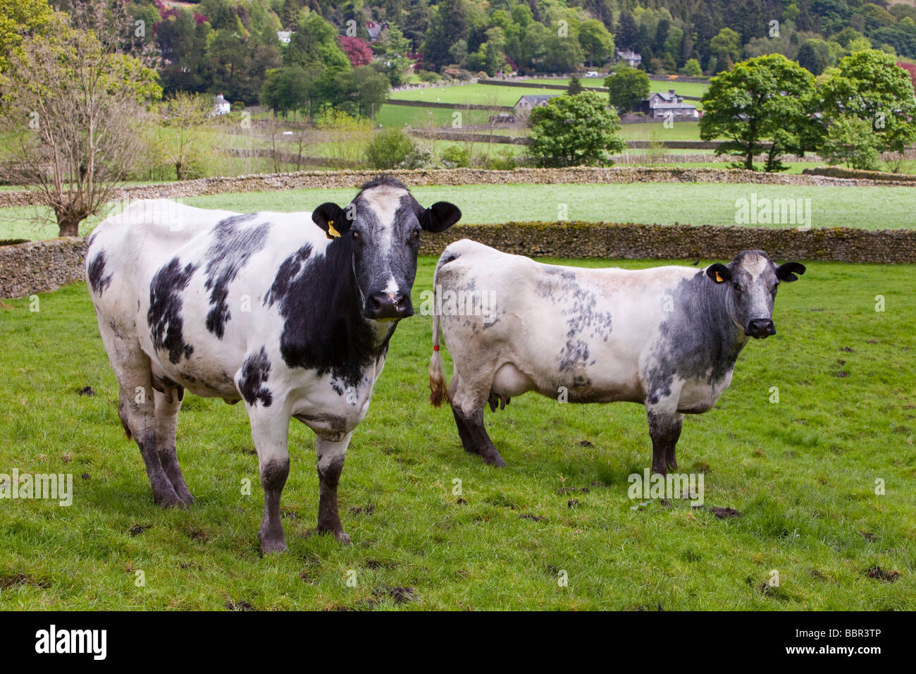 Vaches dans une ferme à Grasmere, Lake district, UK Banque D'Images