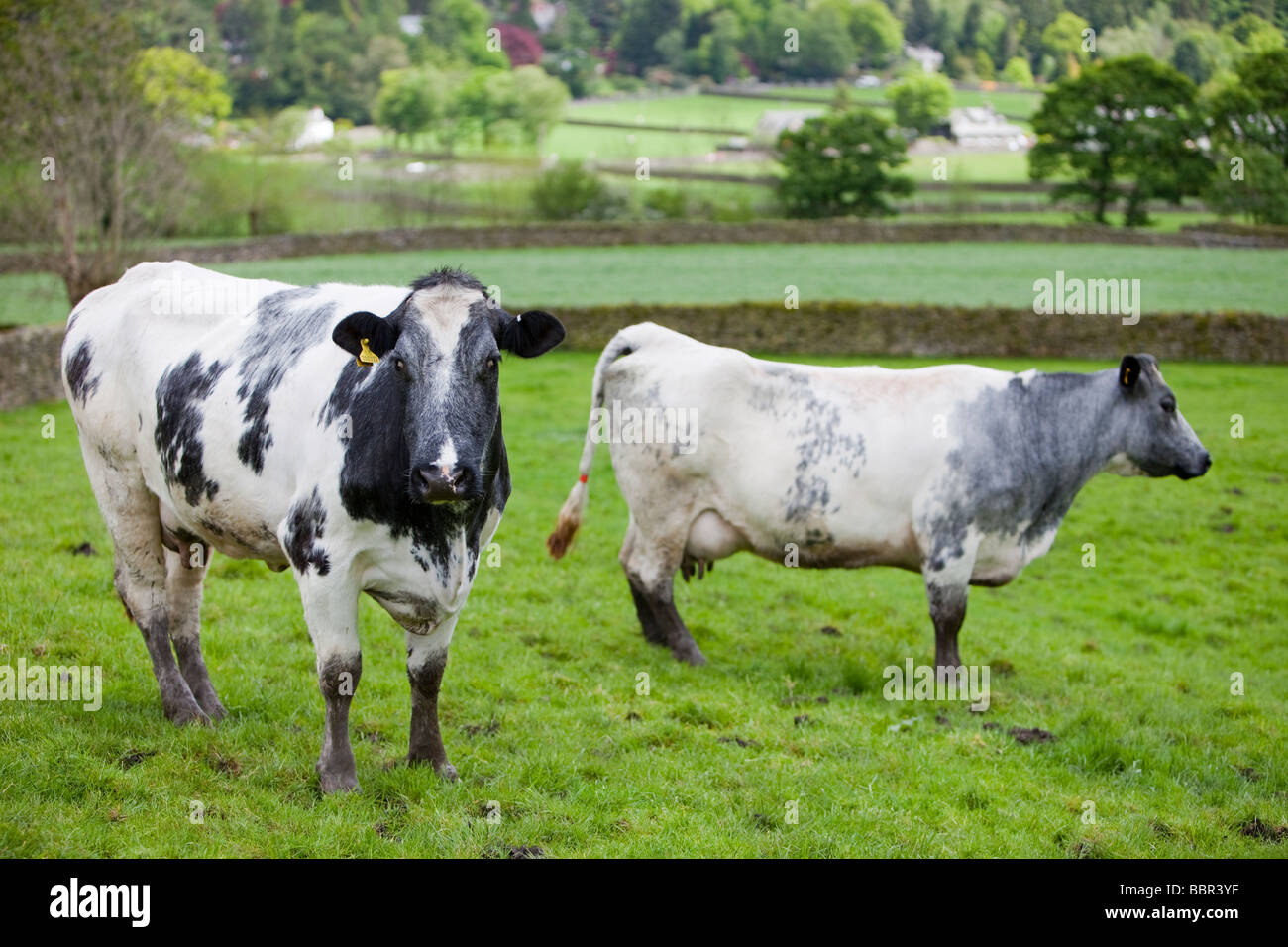 Vaches dans une ferme à Grasmere, Lake district, UK Banque D'Images