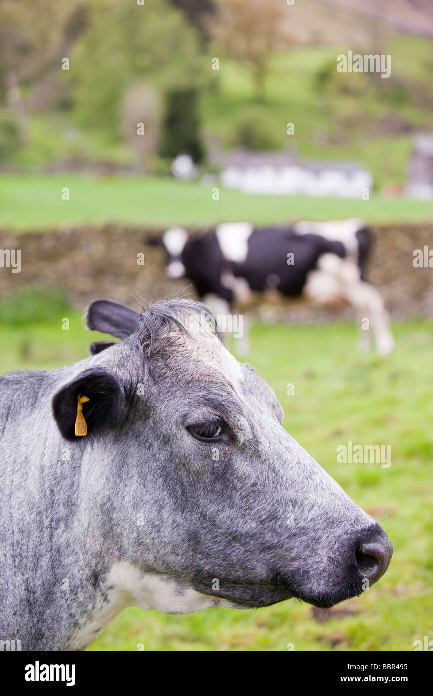 Vaches dans une ferme à Grasmere, Lake district, UK Banque D'Images