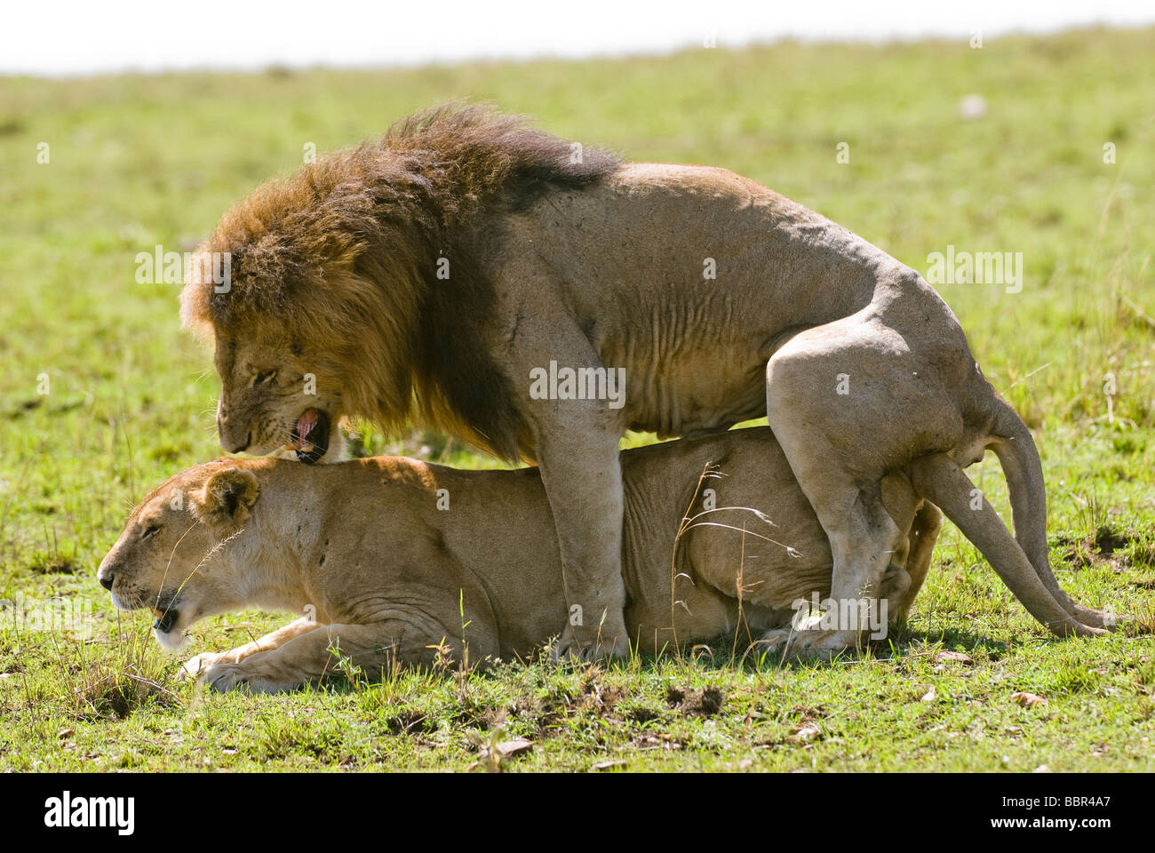 Lionne lion Panthera leo et l'accouplement de l'Afrique de l'Est Kenya Masai Mara Banque D'Images
