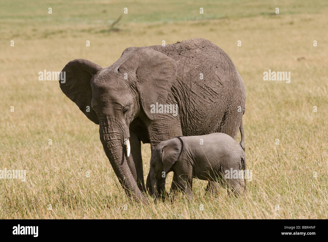 Bush africain Elephant Loxodonta africana mère animale avec les jeunes de la réserve nationale de Masai Mara au Kenya Afrique de l'Est Banque D'Images