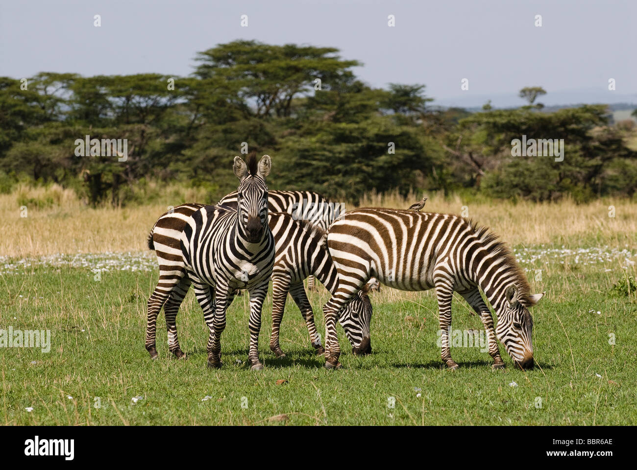 Troupeau de zèbre Des Plaines Equus quagga Equus burchelli Masai Mara NATIONAL RESERVE Kenya Afrique de l'Est Banque D'Images