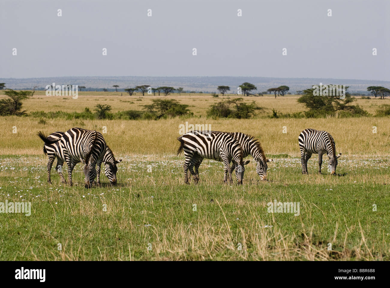 Troupeau de zèbre Des Plaines Equus quagga Equus burchelli Masai Mara NATIONAL RESERVE Kenya Afrique de l'Est Banque D'Images