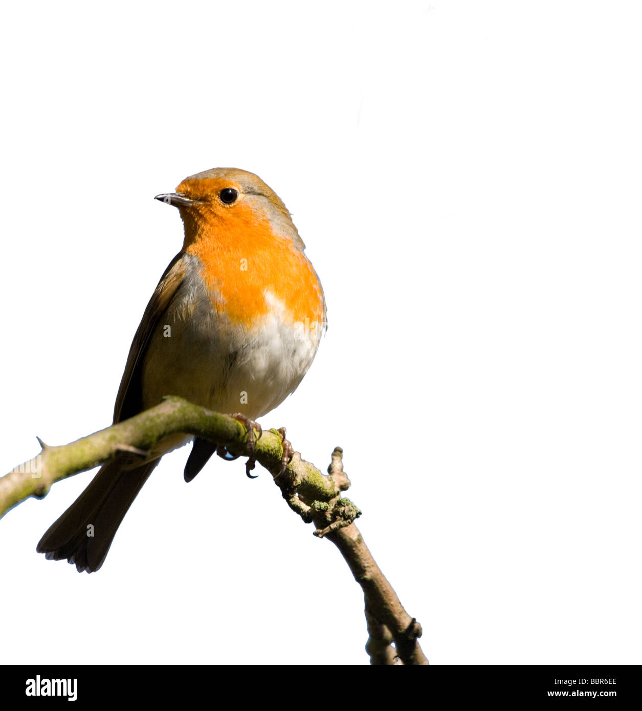 European Robin (erithacus ruecula). Kent, UK, mars. Banque D'Images