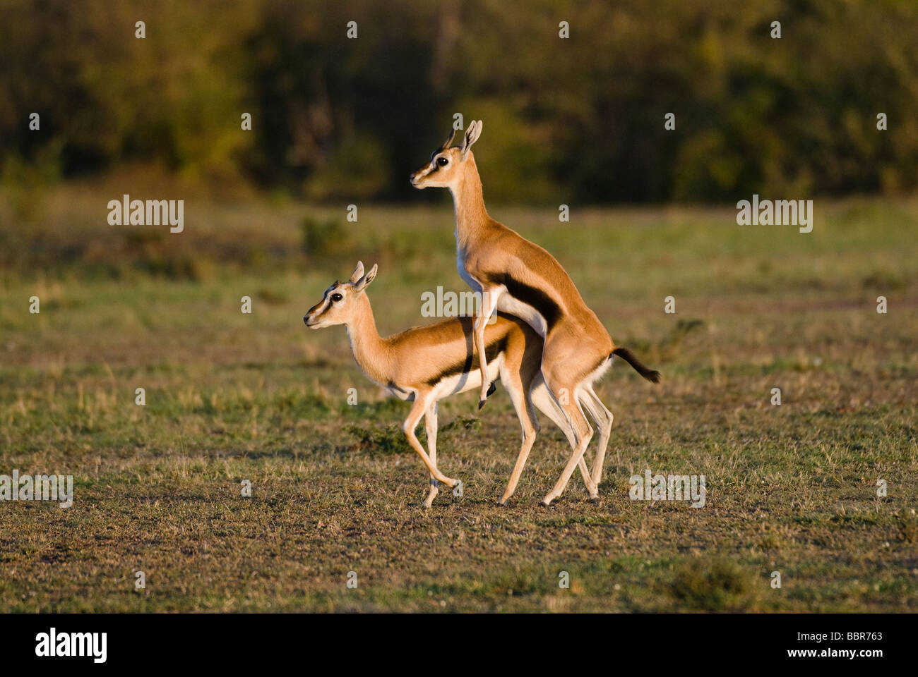 L'accouplement Thomson s Eudorcas thomsonii Gazelle Gazella thomsonii Masai Mara NATIONAL RESERVE Kenya Afrique de l'Est Banque D'Images