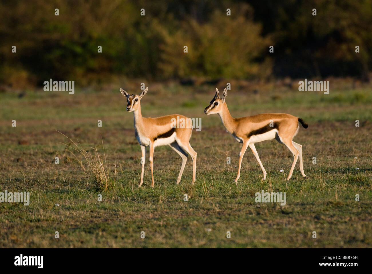 L'accouplement Thomson s Eudorcas thomsonii Gazelle Gazella thomsonii Masai Mara NATIONAL RESERVE Kenya Afrique de l'Est Banque D'Images