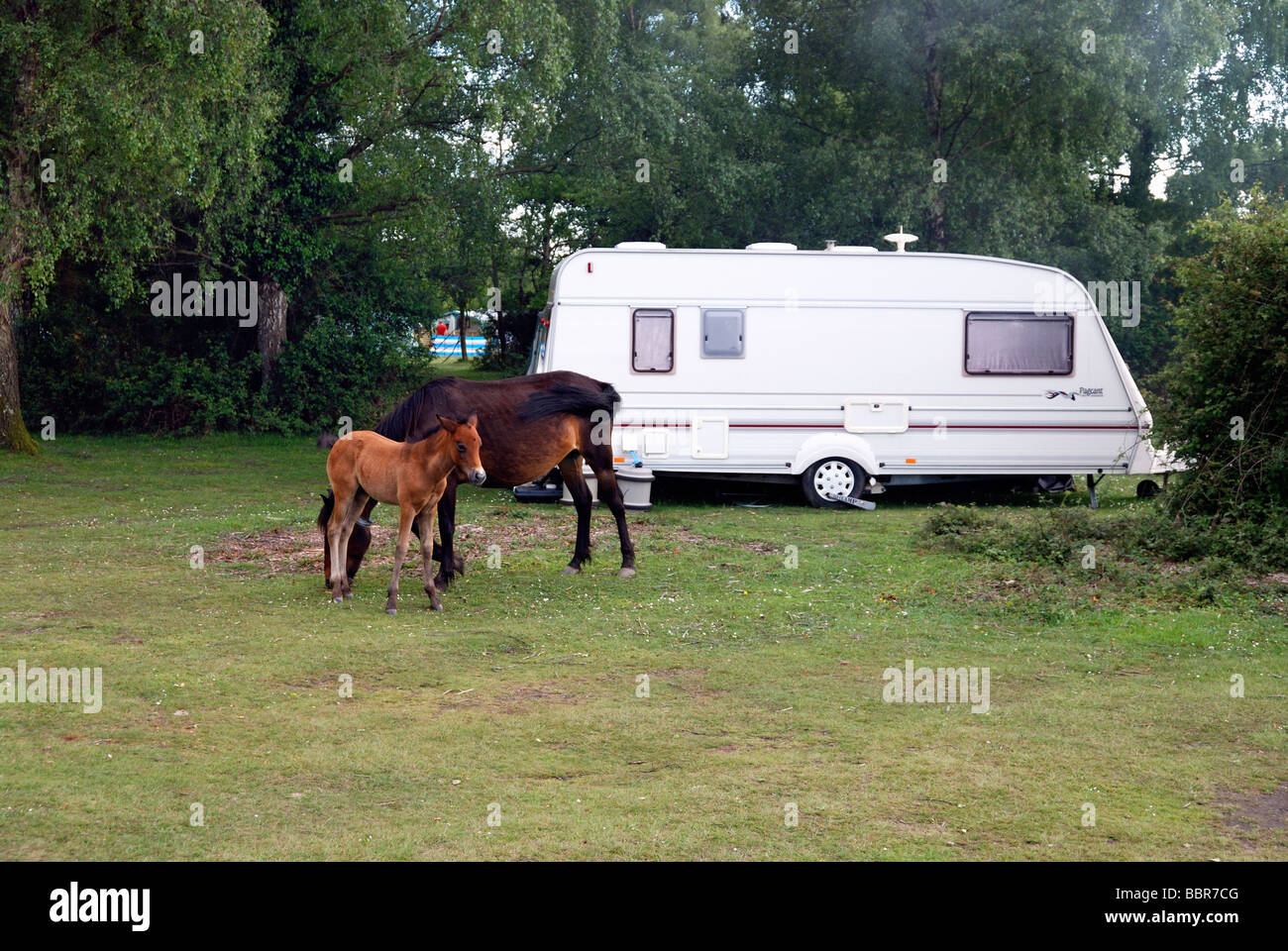 Un poney New Forest et son poulain en face d'une caravane Banque D'Images