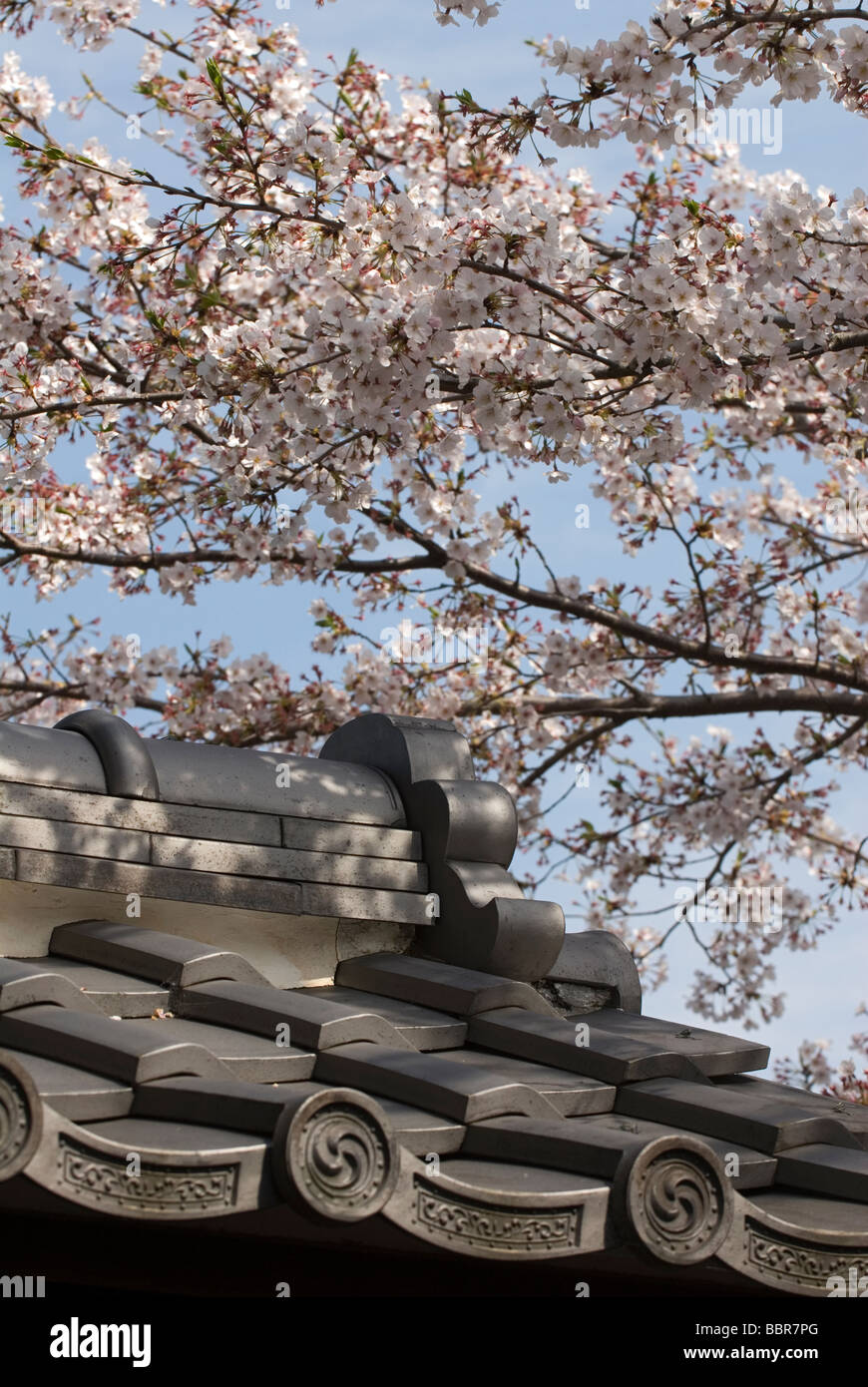 Branches de cerisier en fleurs balance contre céramique tuiles gris japonais dans un agréable composition artistique Banque D'Images
