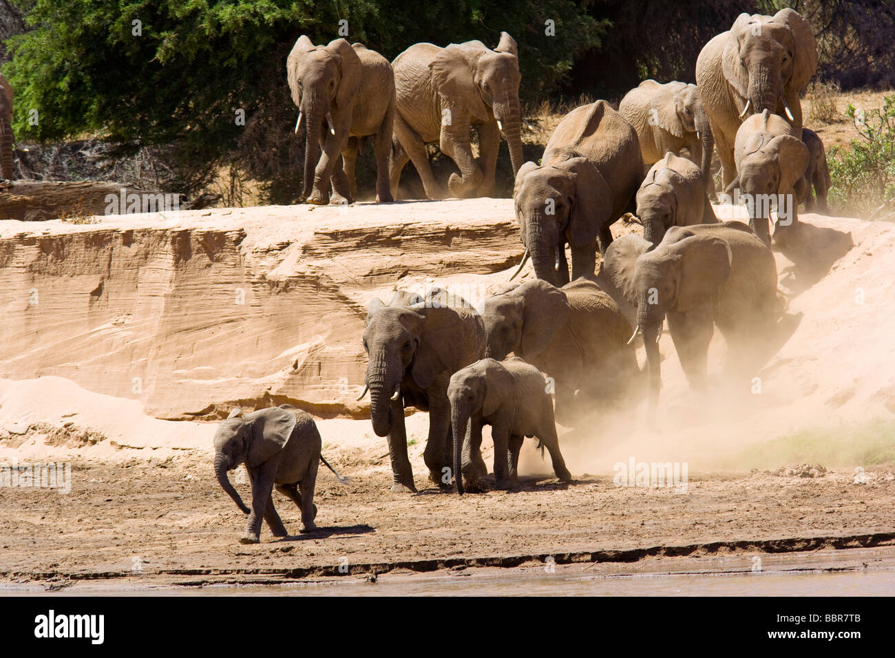Famille d'éléphants de descendre à la rivière pour boire - Réserve nationale de Samburu, Kenya Banque D'Images