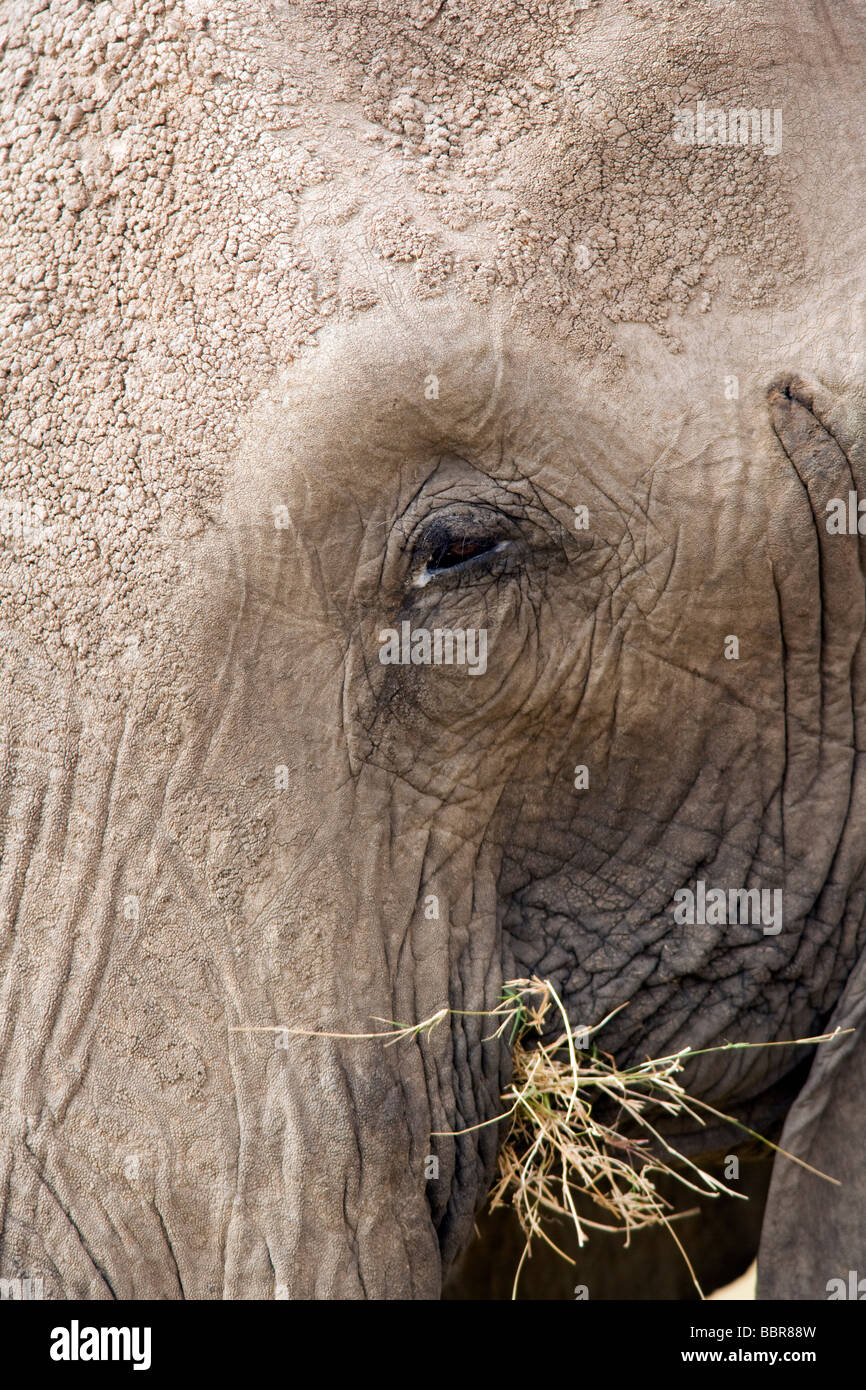 Close-up de tête d'éléphant - Parc National d'Amboseli, Kenya Banque D'Images