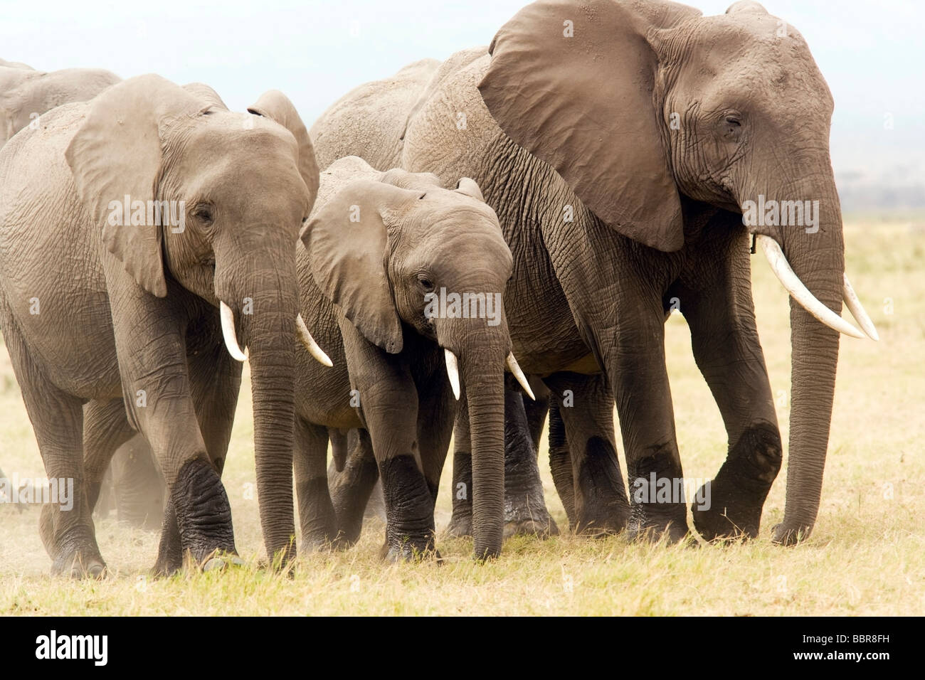 Groupe d'éléphants marchant sur plaines poussiéreuses - Parc National d'Amboseli, Kenya Banque D'Images